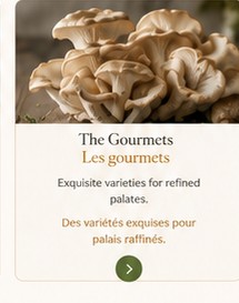 Premium oyster mushrooms